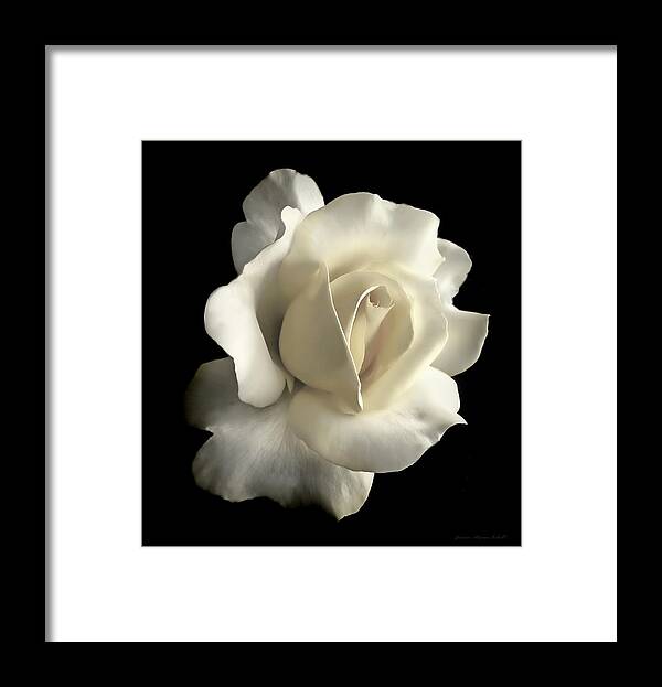 Rose Framed Print featuring the photograph Grandeur Ivory Rose Flower by Jennie Marie Schell