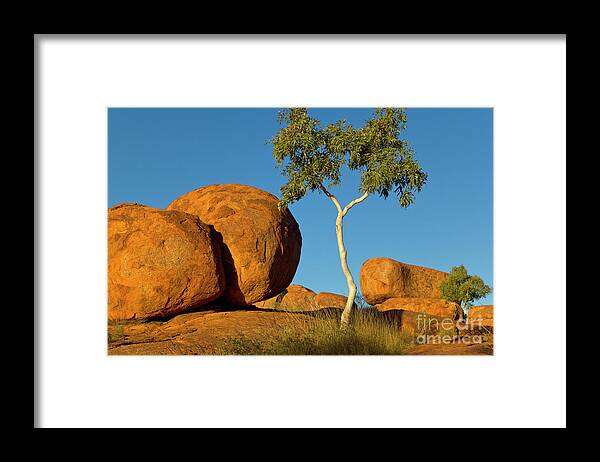 00477478 Framed Print featuring the photograph Trees and Devils Marbles by Yva Momatiuk John Eastcott