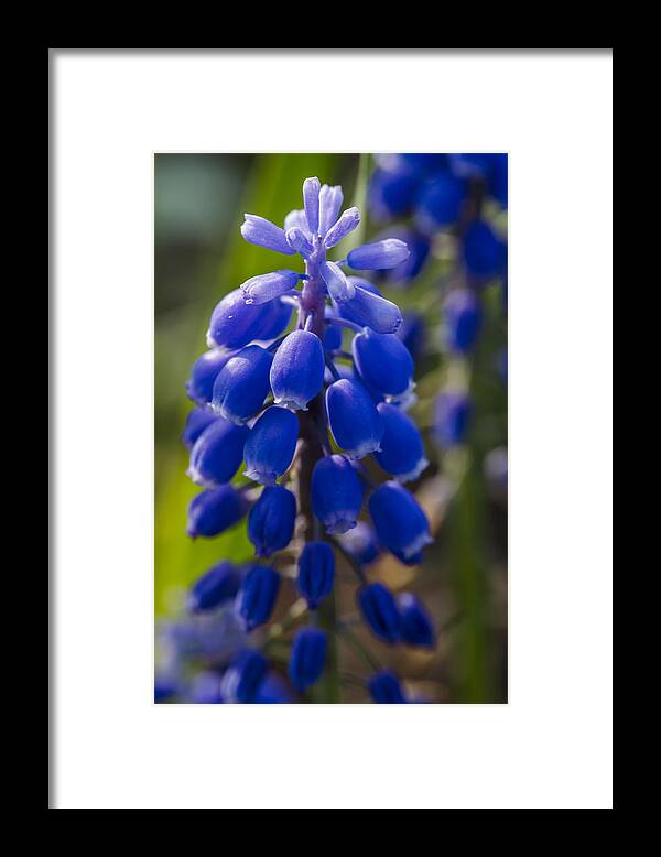 3scape Photos Framed Print featuring the photograph Grape Hyacinth by Adam Romanowicz