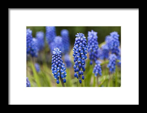 Flickr Explore Framed Print featuring the photograph Grape Hyacinth by Dan Hefle