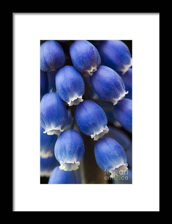 Muscari Armeniacum Framed Print featuring the photograph Grape Hyacinth Flower by Tim Gainey