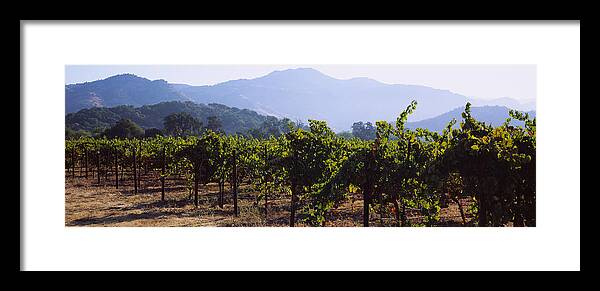 Photography Framed Print featuring the photograph Grape Vines In A Vineyard, Napa Valley by Panoramic Images