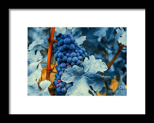 Blue Framed Print featuring the photograph Grapes - Blue by Hannes Cmarits