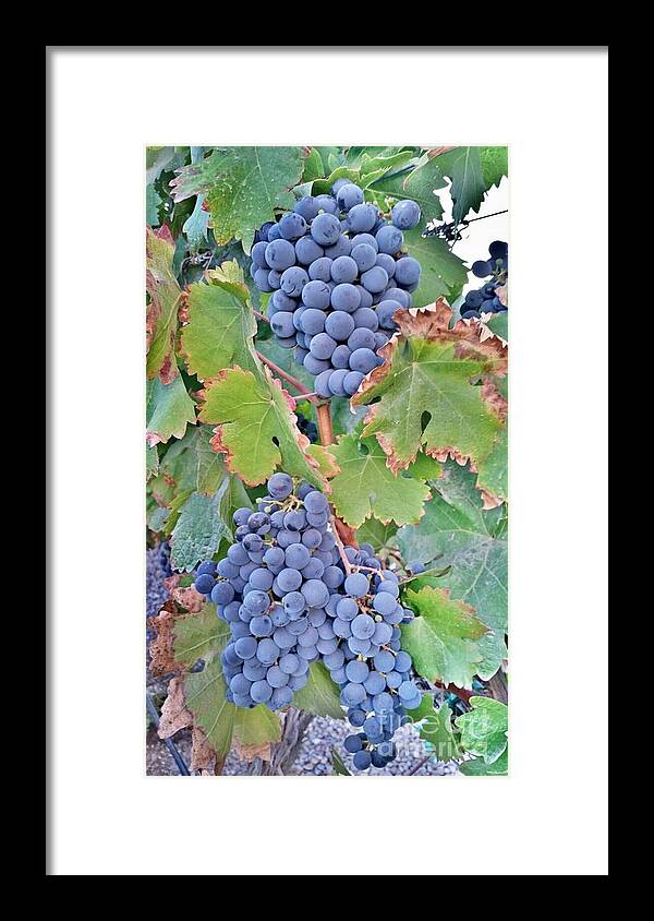 Grapes Framed Print featuring the photograph Grapes by Bridgette Gomes