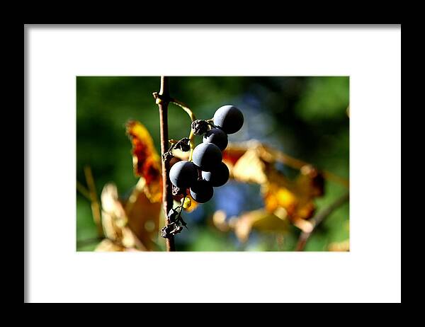 Grape Framed Print featuring the photograph Grapes on the Vine No.2 by Neal Eslinger