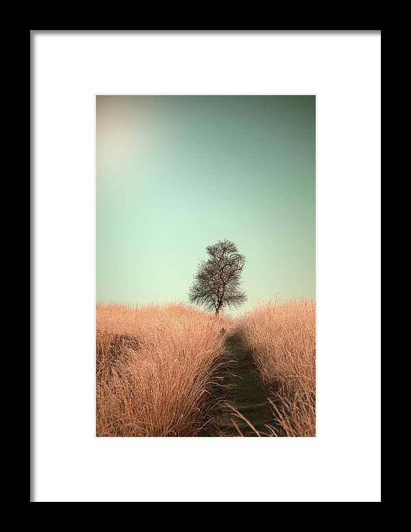 Tree Framed Print featuring the photograph Grass And Path by Jaap Van Den
