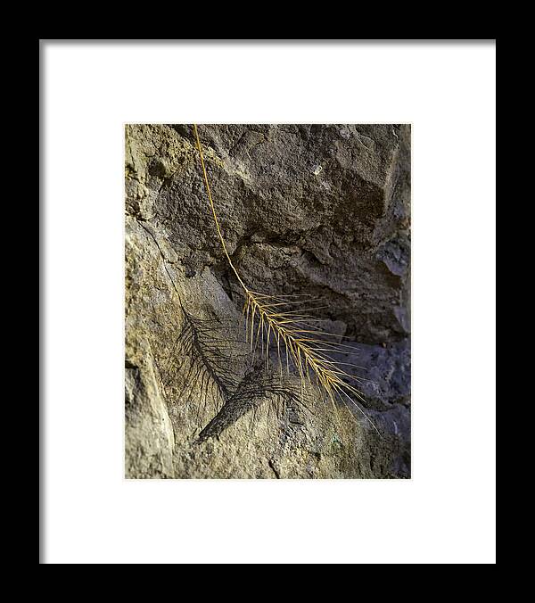 Grass Framed Print featuring the photograph Grass and Shadow on River Rock by Michael Dougherty