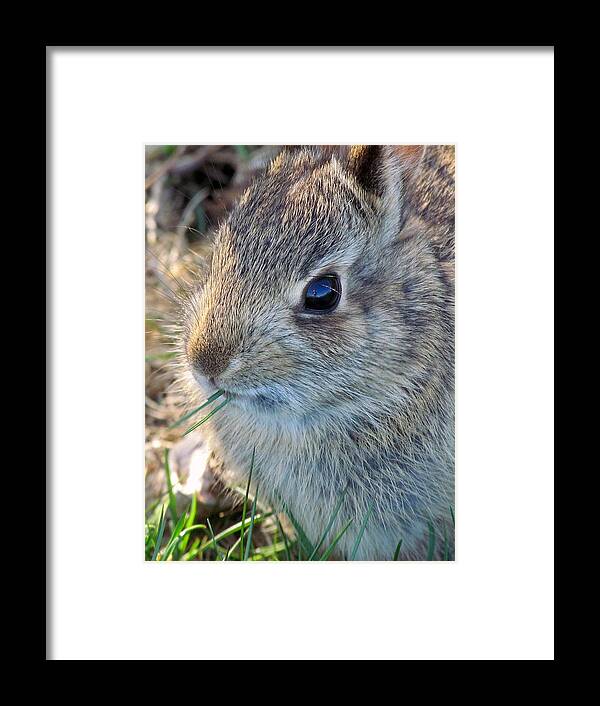 Bunny Framed Print featuring the photograph Grass-Munching Bunny by Lori Lafargue