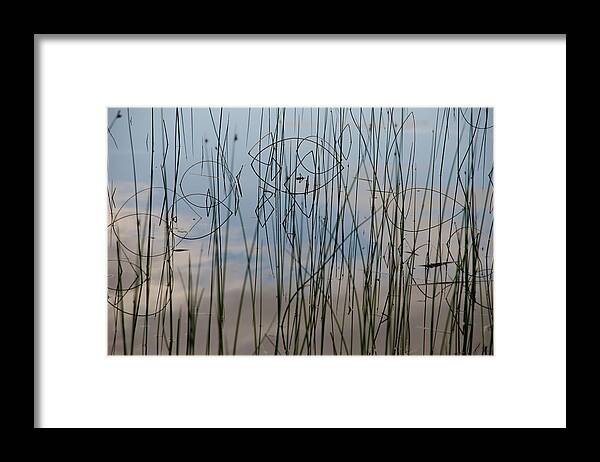 Grass Framed Print featuring the photograph Grass Reflections by Kathy Paynter
