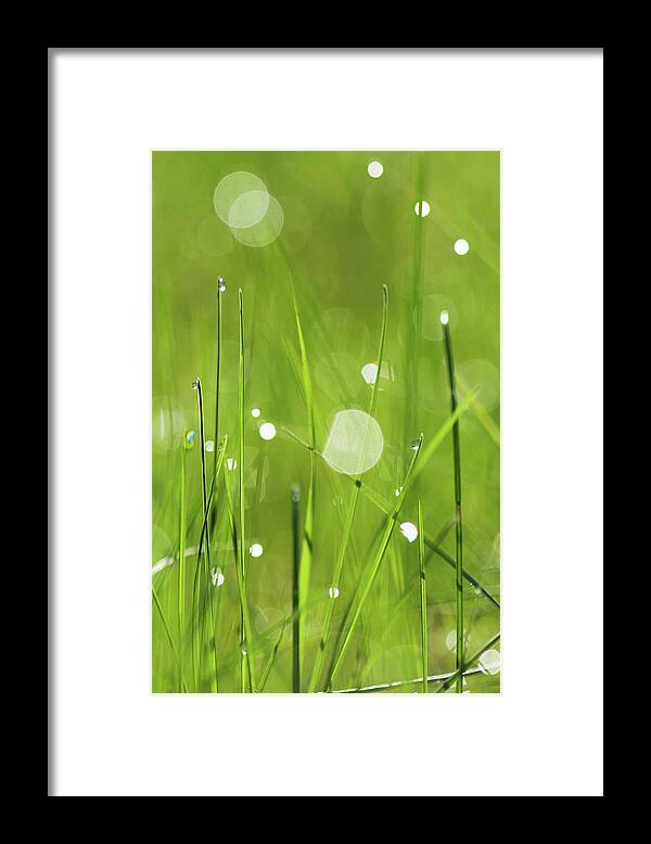 Grass Framed Print featuring the photograph Grass With Morning Dew by Chasing Light Photography Thomas Vela