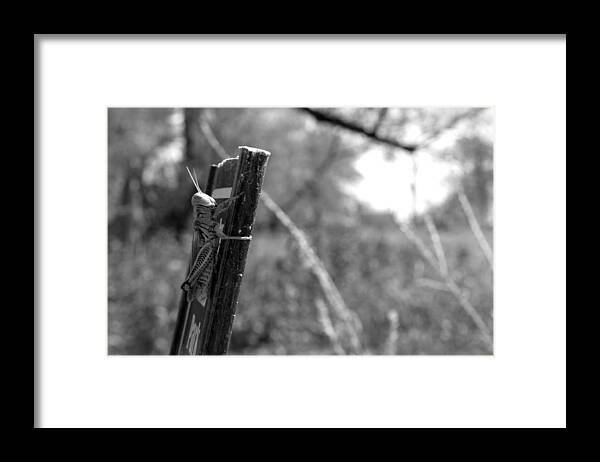 Photograph Framed Print featuring the photograph Grasshopper 1 by Sean Keil