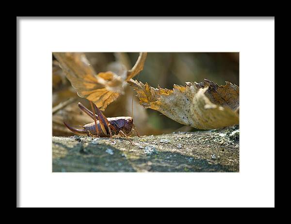 Grasshopper Framed Print featuring the photograph Grasshopper in natural forrest environment by Brch Photography