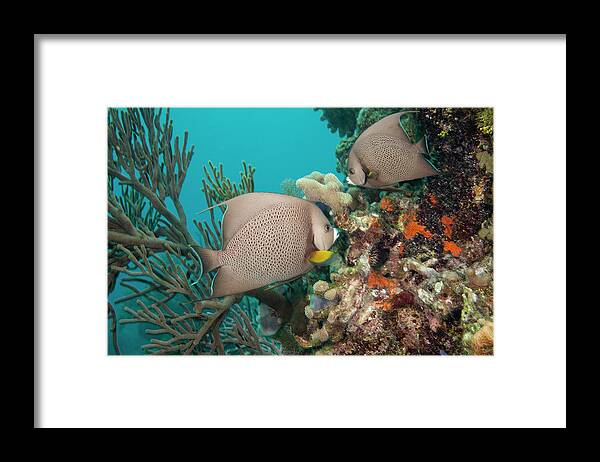 Tranquility Framed Print featuring the photograph Gray Angelfish by Michele Westmorland