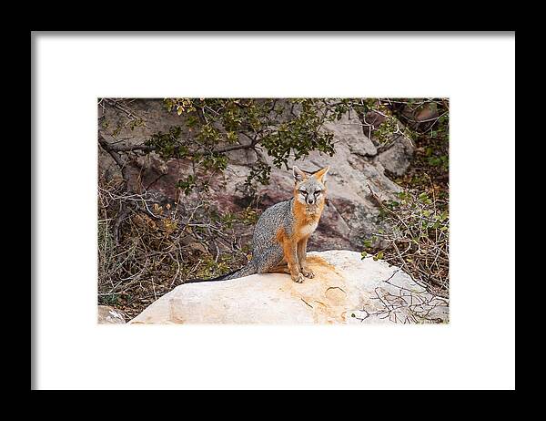 Gray Foc Framed Print featuring the photograph Gray Fox II by James Marvin Phelps