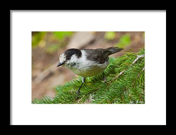 Animal Framed Print featuring the photograph Gray Jay on Fir Tree by Jeff Goulden