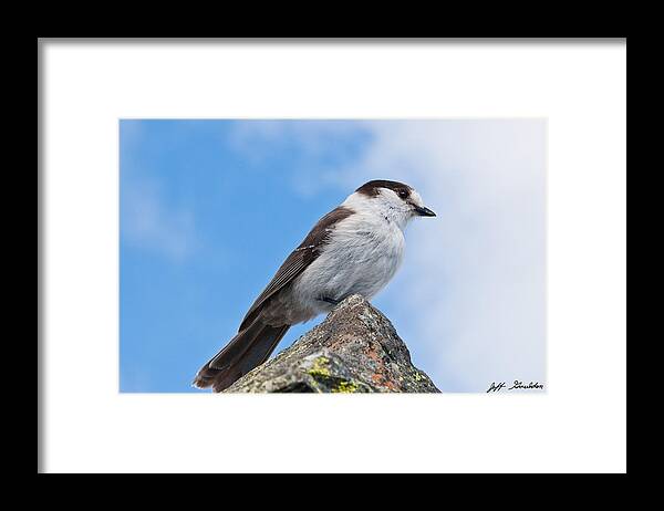 Animal Framed Print featuring the photograph Gray Jay With Blue Sky Background by Jeff Goulden