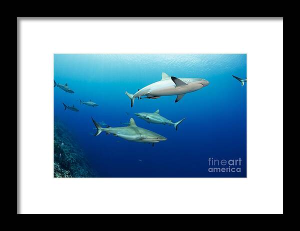Yap Framed Print featuring the photograph Gray reef sharks _Carcharhinus amblyrhynchos_, fill the water column at a dive site named Vertigo, off the island of Yap_ Yap, Micronesia by Dave Fleetham