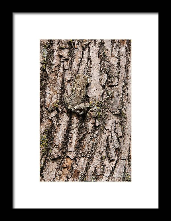 Tree Frog Framed Print featuring the photograph Gray Tree Frog by Stephen J Krasemann