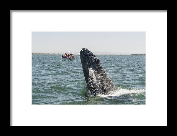 531657 Framed Print featuring the photograph Gray Whale Calf Breaching San Ignacio by Suzi Eszterhas