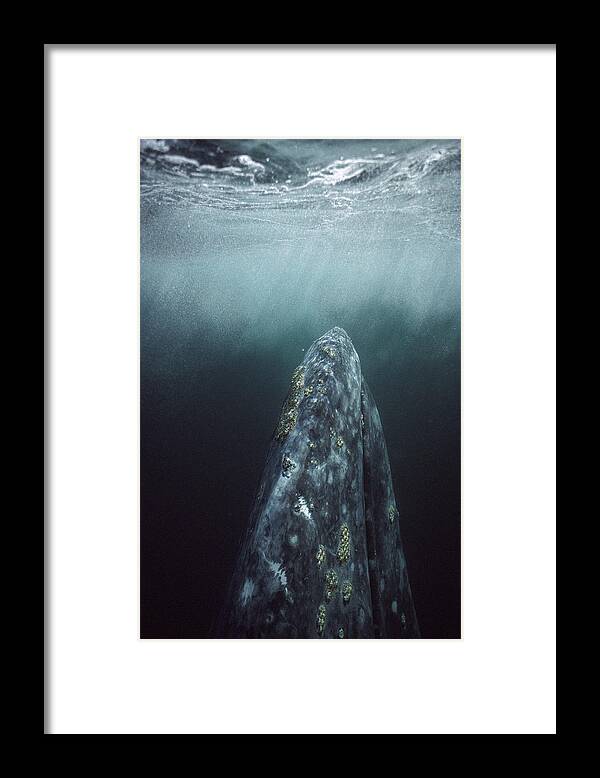 Feb0514 Framed Print featuring the photograph Gray Whale Magdalena Bay Baja California by Tui De Roy
