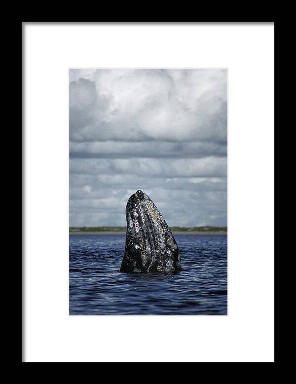 Feb0514 Framed Print featuring the photograph Gray Whale Spy-hopping Baja California by Tui De Roy
