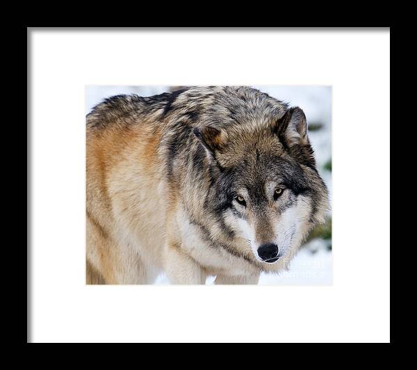 Wolf Framed Print featuring the photograph Gray Wolf by Craig Leaper