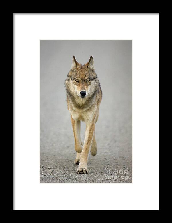 00440973 Framed Print featuring the photograph Gray Wolf in Denali by Yva Momatiuk John Eastcott