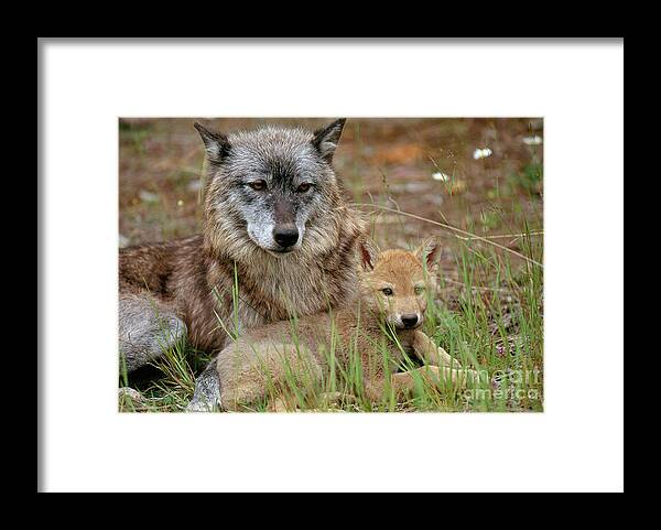 Gray Wolf Framed Print featuring the photograph Gray Wolf With Pup by Art Wolfe