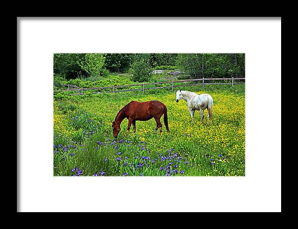Horses Framed Print featuring the photograph Grazing Amongst the Wildflowers by Karol Livote