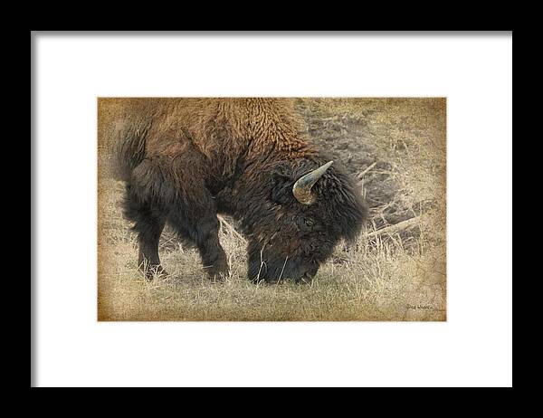 Bison Framed Print featuring the photograph Grazing Buffalo by Dyle  Warren