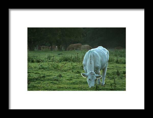 Grass Framed Print featuring the photograph Grazing Cow by D Angood Photography