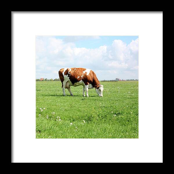 Grass Framed Print featuring the photograph Grazing Cow by Marcel Ter Bekke