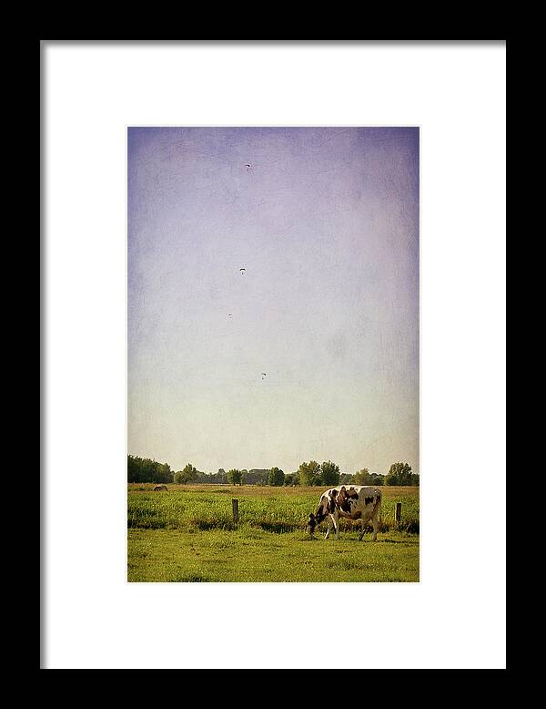 Tranquility Framed Print featuring the photograph Grazing Cow by Photo By Stefanie Senholdt