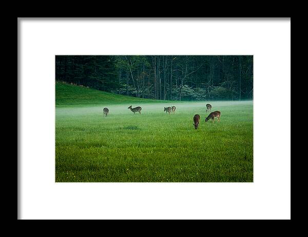 Great Smoky Mountains National Park Framed Print featuring the photograph Grazing Deer by Jay Stockhaus
