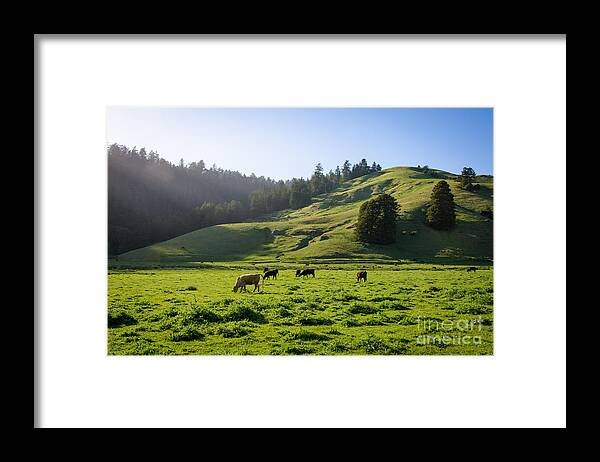 Cml Brown Framed Print featuring the photograph Grazing Hillside by CML Brown