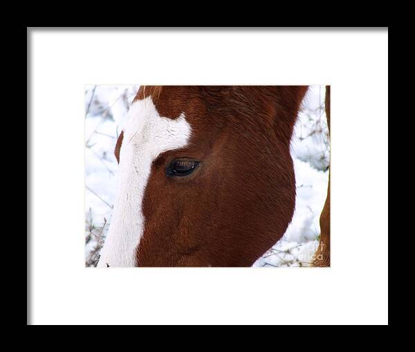 Horse Framed Print featuring the photograph Grazing Horse by Kimberly Maiden
