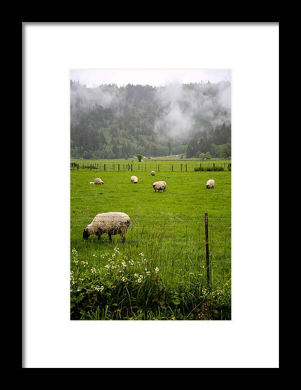 Grazing Framed Print featuring the photograph Grazing Sheep by Marc Levine