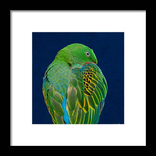 Great-billed Framed Print featuring the photograph Great-billed Parrot 2 by Avian Resources