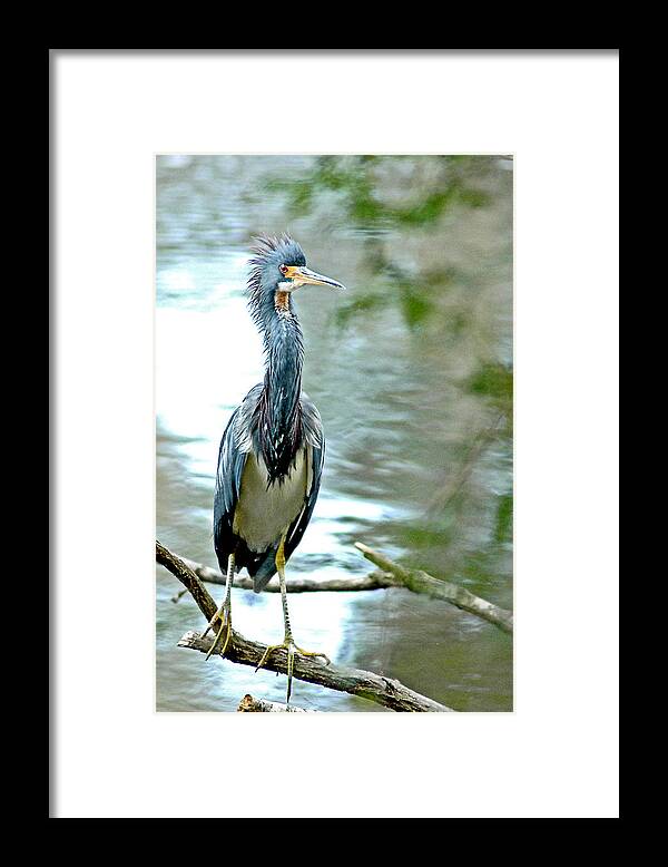 Tricolored Heron Framed Print featuring the photograph Tri-Color After a Shower by Norman Johnson