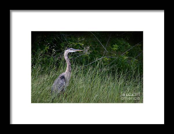 Great Blue Heron Framed Print featuring the photograph Great Blue Heron 02 by E B Schmidt