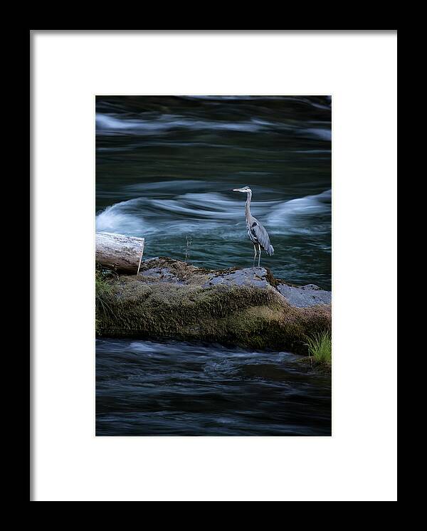 Great Blue Heron Framed Print featuring the photograph Great Blue Heron by Belinda Greb