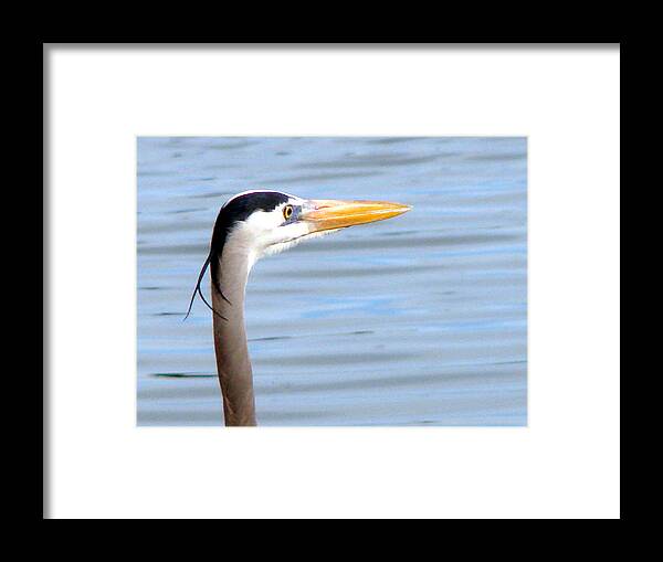 Herons Framed Print featuring the photograph Great Blue Heron Breeding Profile by Linda Cox