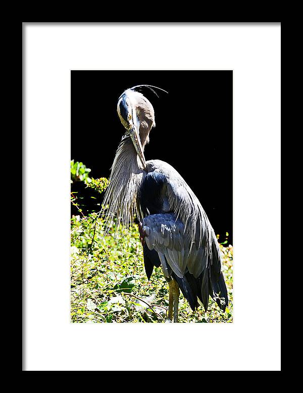 Great Blue Heron Framed Print featuring the photograph Great Blue Heron by Christina Ochsner