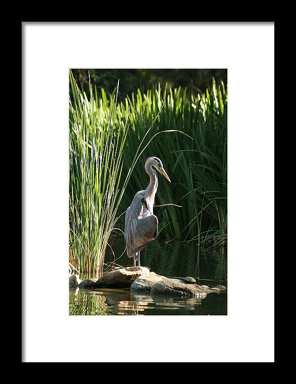 Great Blue Heron Framed Print featuring the photograph Great Blue Heron by Ellen Henneke