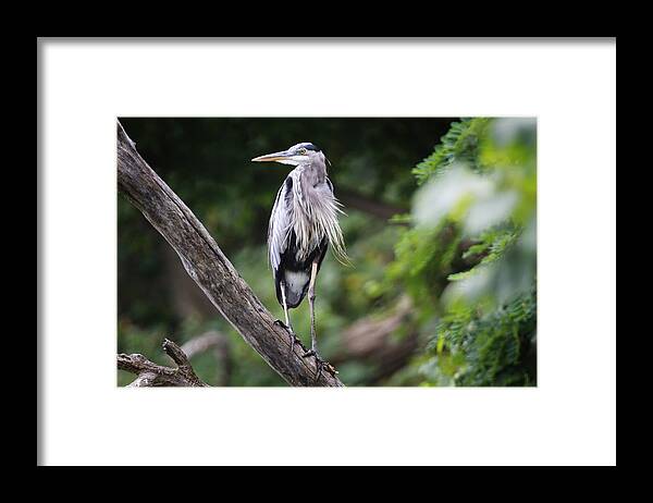 Port Dover Framed Print featuring the photograph Great Blue Heron by Gary Hall