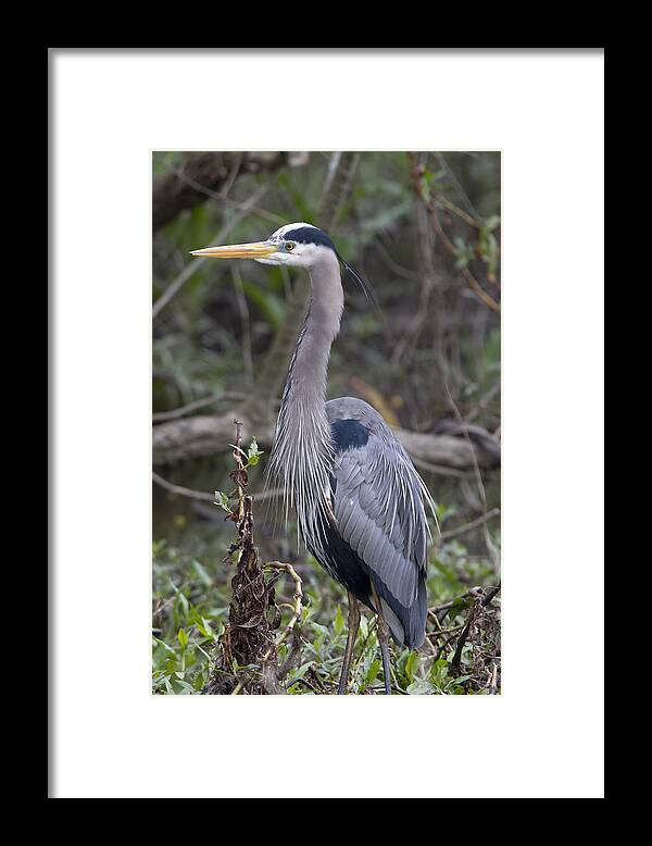 Great Blue Heron Framed Print featuring the photograph Great Blue Heron by Jim E Johnson