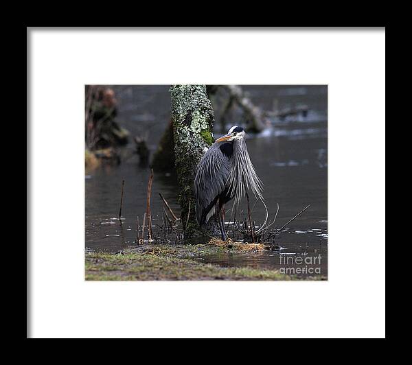 Heron Framed Print featuring the photograph Great Blue Heron on The Clinch River by Douglas Stucky