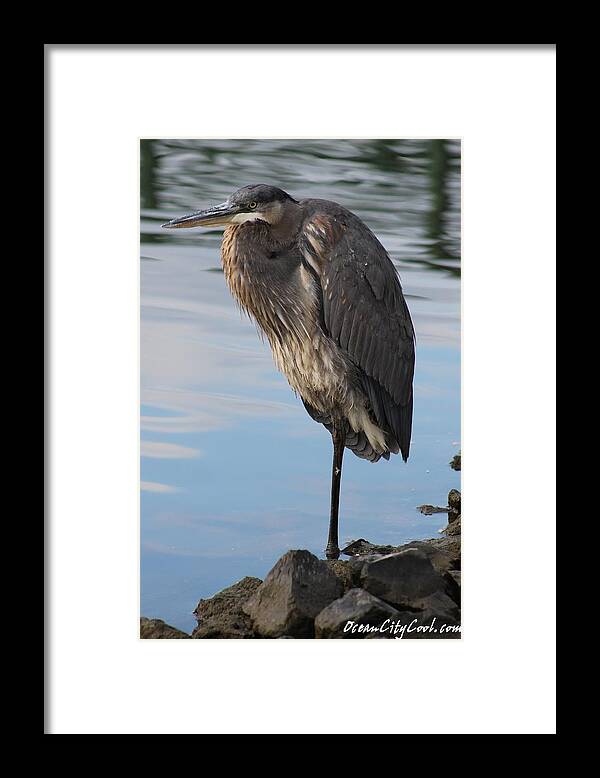 Ardea Framed Print featuring the photograph Great Blue Heron One Legged Stance by Robert Banach