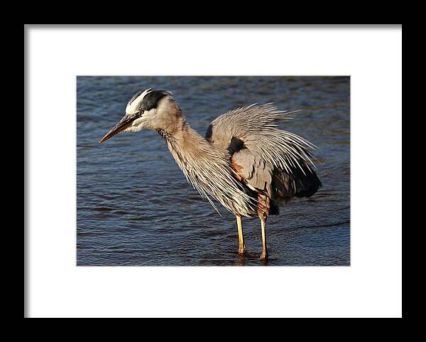 Heron Framed Print featuring the photograph Great Blue Heron Preening by Paulette Thomas
