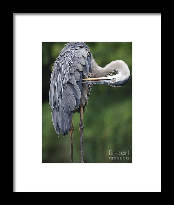 Great Blue Heron Framed Print featuring the photograph Great Blue Heron Preens Vertical by Ilene Hoffman